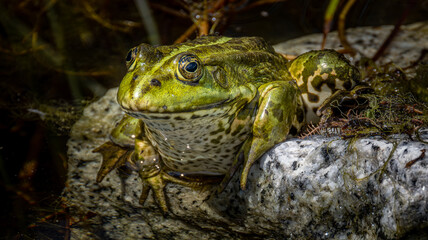 Frosch