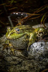 Frosch