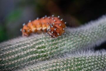 caterpillar walking on a cactuscaterpillar walking on a cactus, selective focus