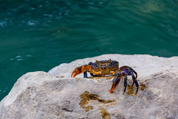 Freshwater river crab (Potamon ibericum) on the stone
