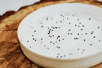 We grow lettuce, basil and onion seeds at home. For vitamins for a person, microgreen at home.