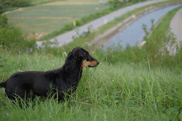 black dog on grass
