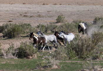 Naklejka na ściany i meble Beautiful Wild Horses in the Utah Desert
