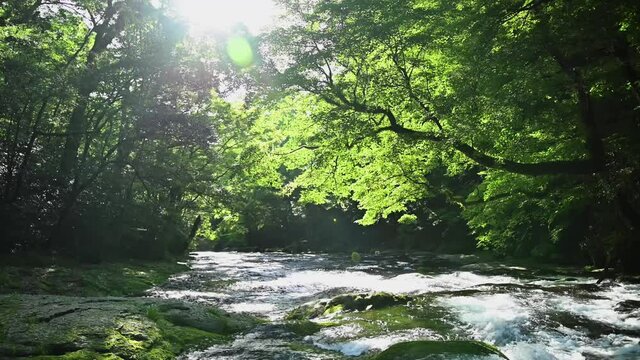 菊池渓谷：湧水の流れる森(涼しい風景)と夏の日差し Kikuchi Gorge: Forest with flowing springs (cool scenery) and summer sunshine 日本2021年初夏撮影 Taken in early summer 2021 in Japan (九州・熊本県)菊池渓谷 (Kyushu / Kumamoto ) Kikuchi Gorge