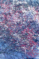 red christmas tree