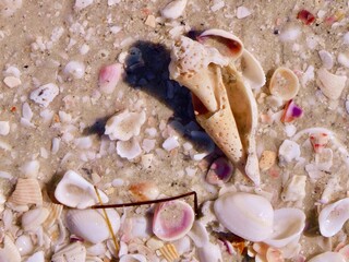 Seashells on Sanibel