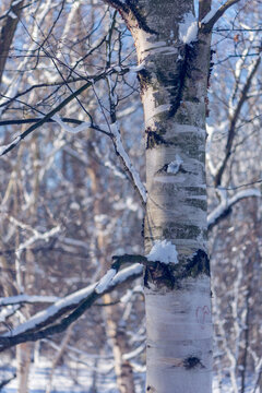 tree in the snow