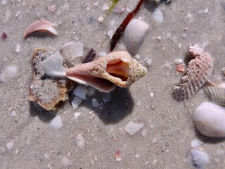 Seashells on Sanibel