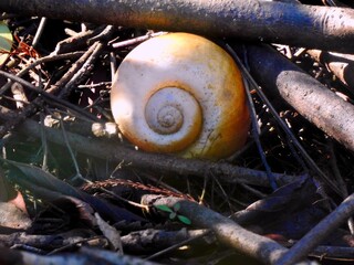 Seashells on Sanibel