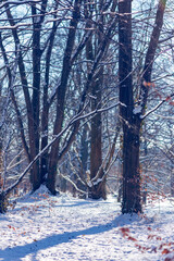 snow covered trees