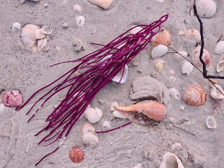 Seashells on Sanibel