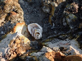 Seashells on Sanibel