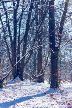 snow covered trees