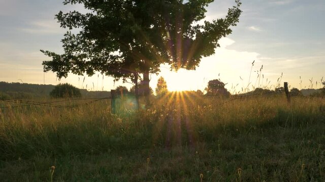 Walking towards young oak tree in meadow in summer time. Morning sun shines over horizon. Leaves and grass stay motionless because calm and windless weather.