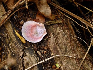 Seashells on Sanibel