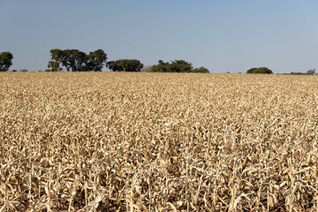 Campo de milho em ponto de colheita