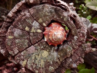 Seashells on Sanibel