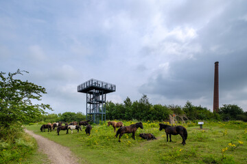 Naturereserve Fortmond, Olst, Overijssel Province The Netherlands