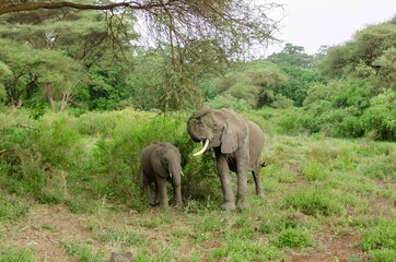 Baby elephant and elephant looking for food. Zanzibar. Tanzania. Africa. 
