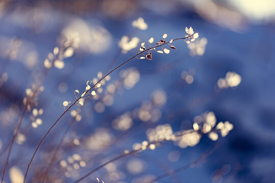 flowers in the wind