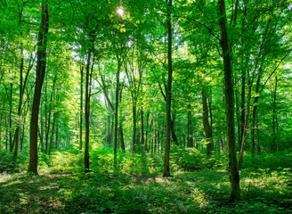 Abwaschbare Fototapete Grün Sonnenlicht im grünen Wald, Frühling