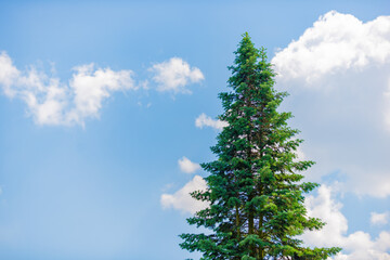 pine tree against blue sky