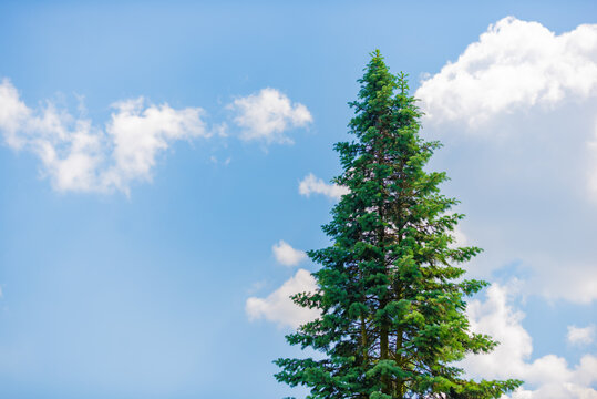 pine tree against blue sky