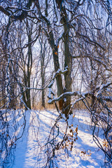 snow covered trees in winter