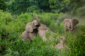 Fototapeta premium Elephants swim in the sand. Tanzania.
