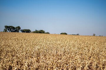 Campo de milho em ponto de colheita