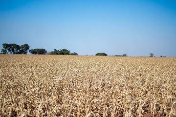 Campo de milho em ponto de colheita