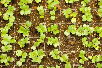 Close-up to plants in nursery tray