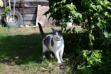 Cute cat white and gray colors walks in the old garden in summer day