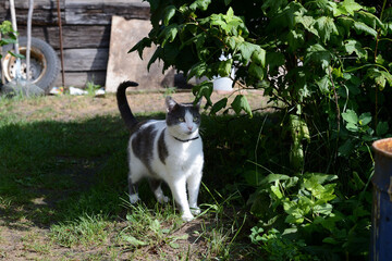 Cute cat white and gray colors walks in the old garden in summer day