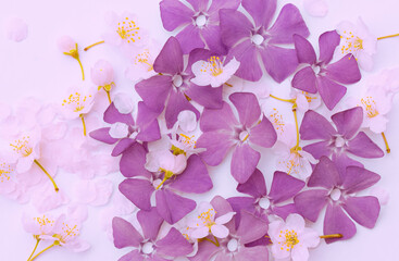 Spring flowers periwinkle and cherry on a pink background. Perfect addition to your website, social media profile, announcements, product features, and more.