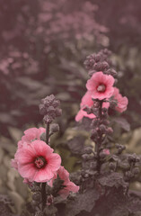 Mallow flowers on a pastel background. For your mobile phone wallpaper or screensaver.