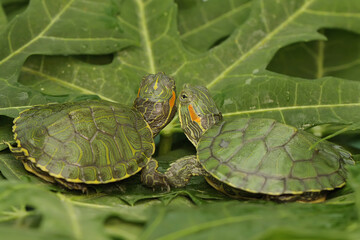 Two red eared slider tortoises are sunbathing before starting their daily activities. This reptile...