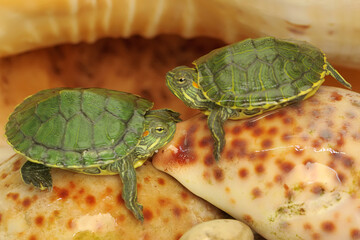 Two red eared slider tortoises are sunbathing before starting their daily activities. This reptile...