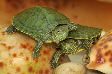 Two red eared slider tortoises are sunbathing before starting their daily activities. This reptile...