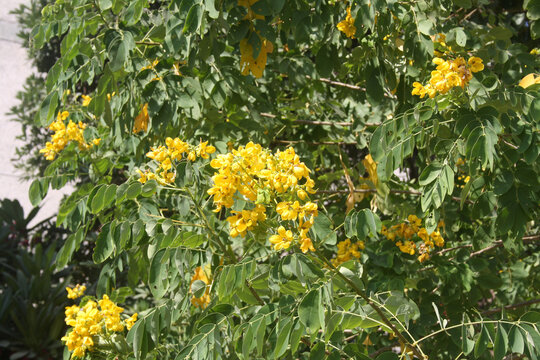 Tipa or Rosewood (Tipuana tipu) tree in full bloom