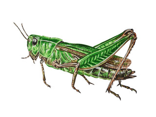 Watercolor illustration of green grasshopper on white background. Closeup. Hand drawn. Template.
