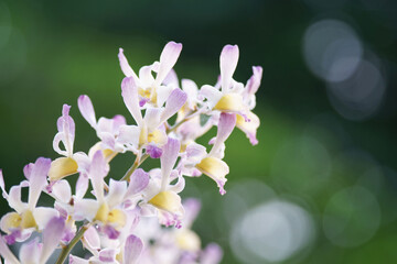 Orchid flower as nature background