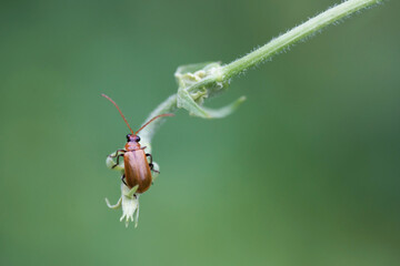 Beetle perching on grass over green background
