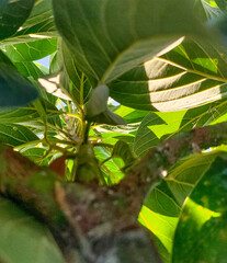 Avocado tree leaves have beautiful lines