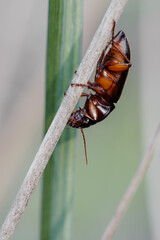 insect in the forest