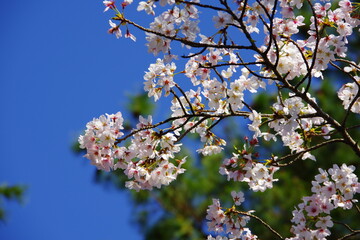 桜