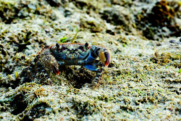 Obraz na płótnie Canvas crab. a type of crab that lives in the sea. this type of crab is not edible