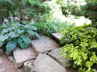 a corner of a Japanese garden with blooming hosta, dwarf pines, Falaris, wooden and stone steps on a sunny summer day.flower wallpaper