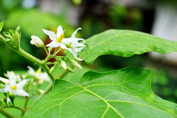 eggplant flower. beautiful flower that comes from the eggplant fruit tree