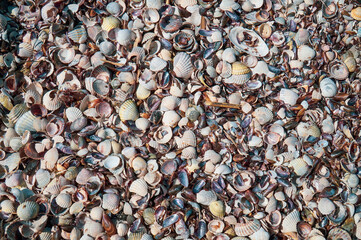 Background from empty seashells on the seashore.